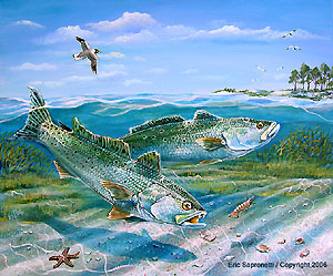 Stalking the Sandbar