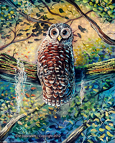 Barred Owl in tree