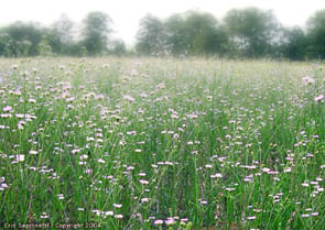 Field full of Flowers in May