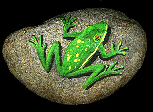 Frog on a rock!