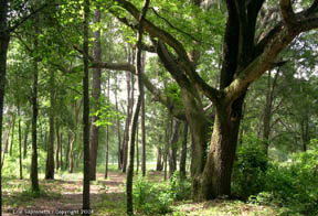 Guardian Oak Tree