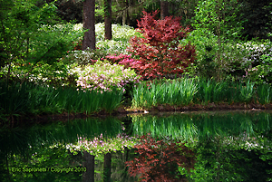 Reflecting Pond