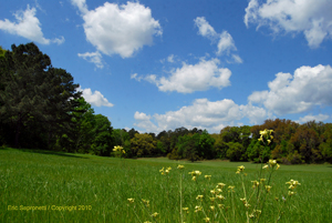 Pasture at Phipps Park
