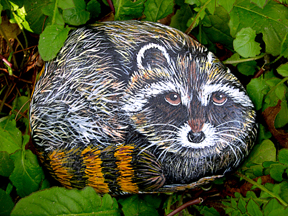 Raccoon