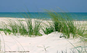 Waters of St. George Island