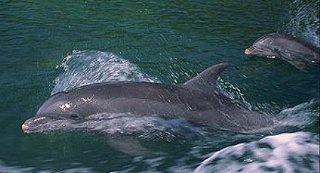 Copywrited photo of two dolphins