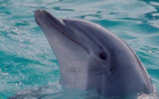 Bottlenosed Dolphin