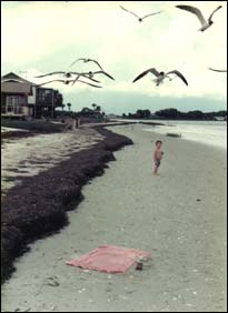 Strolling down the beach in 1977.